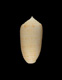 Click to see a larger version of this image (Conus sagarinoi  Fenzan, 2004 Primary Type Image)